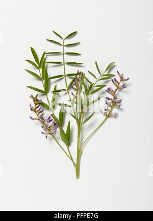 Violet émergents Glycyrrhiza glabra (réglisse), fleurs et feuilles vertes sur la tige Banque D'Images