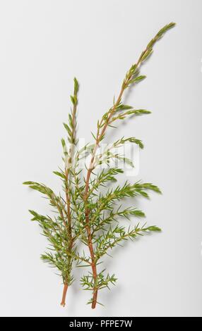 L'aiguille, comme green Juniperus communis (Genévrier commun) les feuilles des tiges minces Banque D'Images