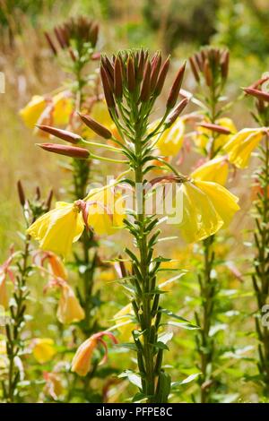 Fleurs jaune d'ouverture d'Oenothera glazioviana (Large-Flowered l'Onagre) et les bourgeons sur la tige Banque D'Images