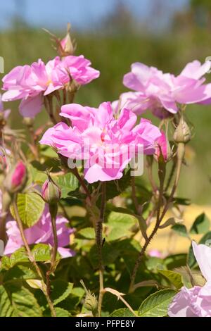 Roses et boutons, close-up Banque D'Images