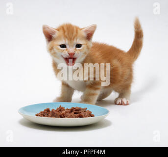 Quatre semaine ginger kitten debout près de plateau de nourriture et meowing Banque D'Images