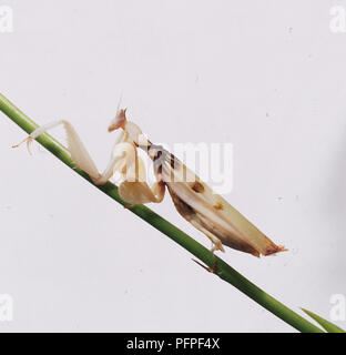 Orchid mantis (Hymenopus coronatus) percher sur tige de la plante Banque D'Images