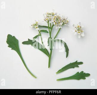 Iberis amara (Wild candytuft), tige avec feuilles et fleurs en corymbes Banque D'Images