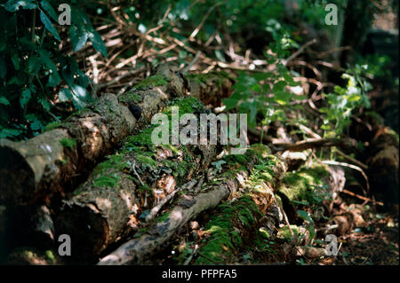 Journaux sur sol couverts de mousse Banque D'Images