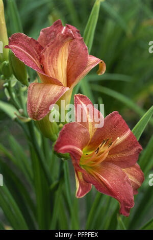 Hemerocallis 'Red Rum' (Hémérocalle), en entonnoir de capitules jaune et rouge Banque D'Images