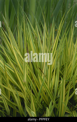 Hakonechloa macra 'Aureola' (japonais), herbe de la forêt de longues feuilles, vert, vert pâle et jaune bords Banque D'Images