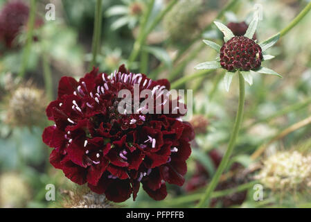 Scabiosa atropurpurea 'Ace of Spades' (Sweet scabious) pincushion flowerhead rouge foncé et les bourgeons sur longue tige, close-up Banque D'Images