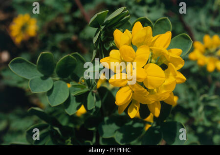 Coronilla valentina subsp. glauca 'Citrina' avec grappe de fleurs jaunes, et des feuilles vertes, close-up Banque D'Images