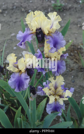 Iris 'Edith Wolford', violet and yellow flower heads Banque D'Images
