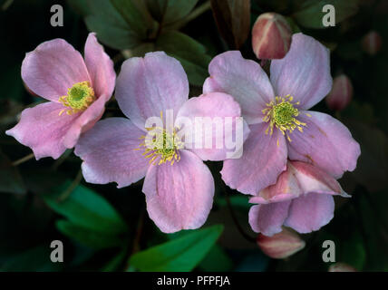 Clematis montana var. rubens 'Freda', fleurs roses avec des étamines jaunes au centre, vert et les bourgeons, close-up Banque D'Images