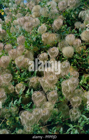 Clematis tangutica 'Bill MacKenzie', montrant les têtes des semences et feuilles vertes, close-up Banque D'Images