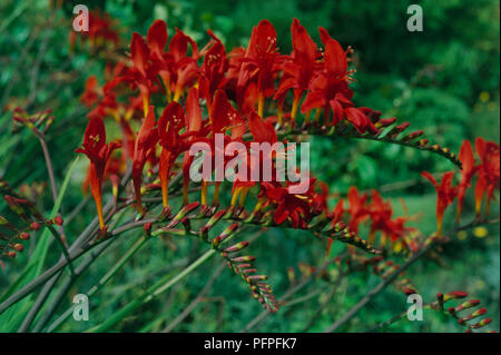 Crocosmia 'Lucifer'. spike ramifiés de tomate lumineux-rouge fleurs et bourgeons, close-up Banque D'Images