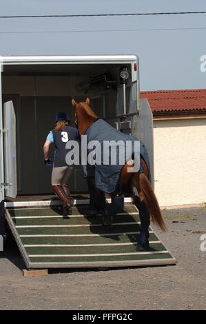 Jeune femme menant jusqu'à cheval alezan rampe dans horsebox, vue arrière Banque D'Images