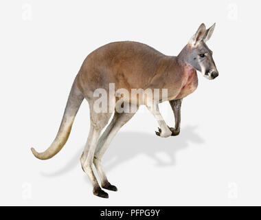Kangourou rouge (Macropus rufus) debout sur ses pattes, side view Banque D'Images