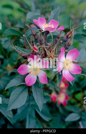 Rosa glauca (rouge-rose feuilles, syn. R. rubrifolia) avec des fleurs roses et blanches, de l'étamine jaune anneau au centre, les bourgeons et feuilles vertes, close-up Banque D'Images