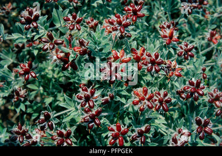 Hairy canary Lotus hirsutus (trèfle), l'abondance de rouge profond, les coupelles de semences et feuilles vert pâle, close-up Banque D'Images