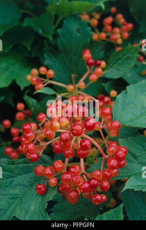 Viburnum opulus 'Compactum' (Guelder Rose) avec des fruits rouges comestibles en accrochant les drupes et feuilles vertes, close-up Banque D'Images