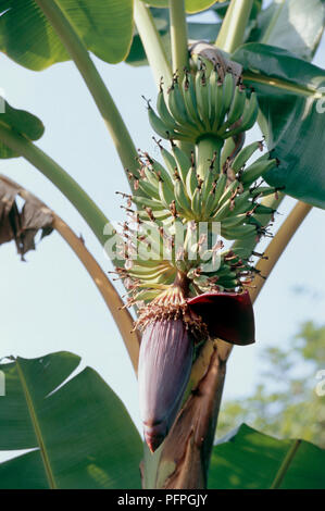 Bananes vertes non mûres et croissant sur l'inflorescence plante dans le Delta du Mékong, close-up Banque D'Images