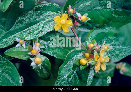 Hypericum androsaemum f variegatum 'Mrs Gladis Brabazon' (Tutsan), jaune, fleurs, fruits et feuilles développées, close-up Banque D'Images