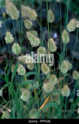 Lagurus ovatus (Hare's tail-herbe) avec panicules de délestage des épillets vert graines sur de longues tiges, close-up Banque D'Images