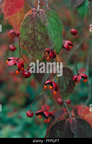 Euonymus oxyphyllus fusée (arbre), de fruits rouges, arilles, et les feuilles d'automne, close-up Banque D'Images