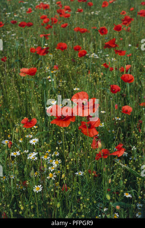 Domaine des coquelicots rouges et daisies, close-up Banque D'Images