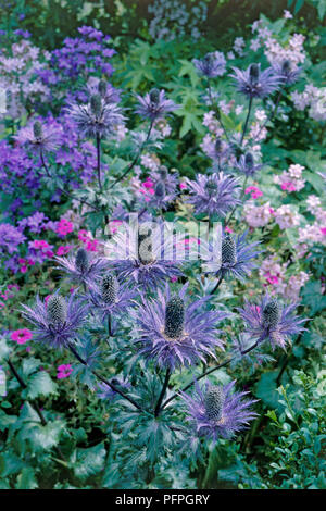 Eryngium alpinum 'Superbum' (mer Alpine holly), des fleurs, et les bractées, ombelles, close-up Banque D'Images