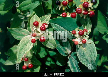 Hypericum androsaemum f variegatum 'Mrs Gladis Brabazon' (Tutsan), de fruits rouges, et mis au point des feuilles, close-up Banque D'Images