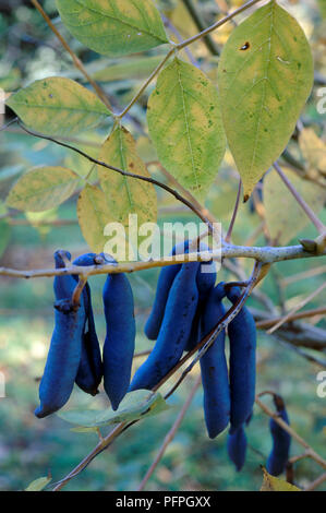 Decaisnea fargesii pourpre, fruits et feuilles d'automne, close-up Banque D'Images