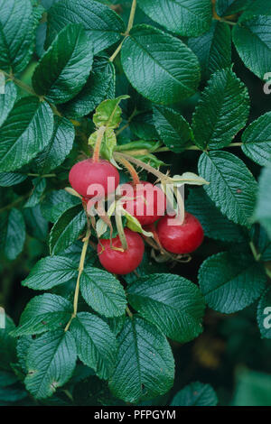 Rosa 'Fru Dagmar Hastrup' avec des hanches de rose rouge et vert feuilles sur tiges, close-up Banque D'Images