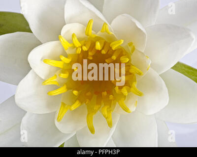 Nymphaea alba (nénuphar blanc), close-up of flowerhead Banque D'Images