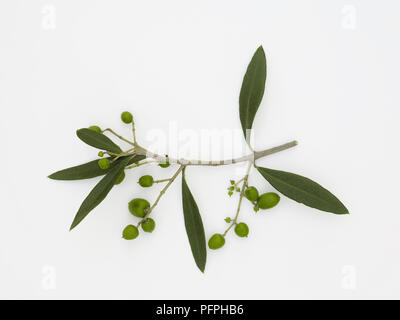 Olea europea (olive), feuilles et fruits Banque D'Images