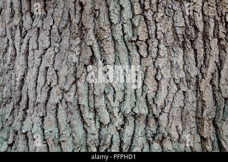 Quercus petraea (chêne sessile, chêne sessile), close-up sur l'écorce Banque D'Images