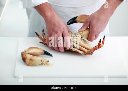 La préparation d'un crabe cuit, tordant les griffes et les jambes du corps Banque D'Images