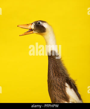 Coureur indien canard quacking, side view Banque D'Images