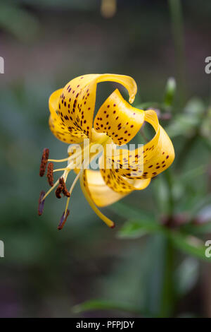 Lilium 'Leichtlinii' (Leichtlins' lily), close-up Banque D'Images