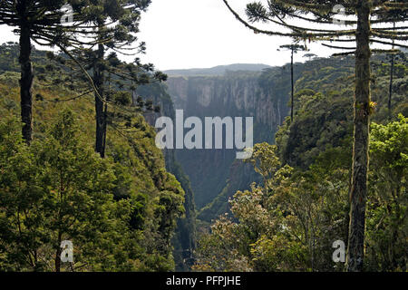 L'Amérique du Sud, Brésil, Rio Grande do Sul, Serra Gaucha, Parque Nacional de Itaimbezinho, Aparados da Serra, Araucaria pins sur colline boisée verdoyante dans canyon dans le parc national Banque D'Images