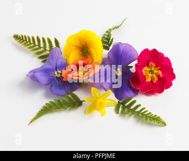 Arrangement de rouge, violet et jaune Primevère et Narcisse fleurs et fougères Banque D'Images