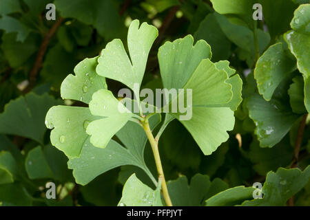 Le Ginkgo biloba (arbre aux 40 écus), feuilles de ginkgo humide Banque D'Images