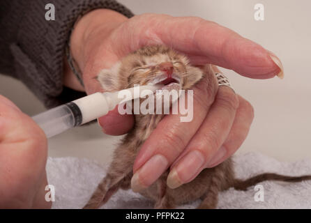 Petit Chaton lait nourris par seringue Banque D'Images