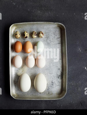 Les œufs de caille, les oeufs de poule, de canard, oeufs Les oeufs d'oies sur silver tray Banque D'Images