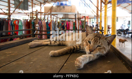 Urban street cat sleeping in urban city market à Colombo Sri Lanka Asie Banque D'Images