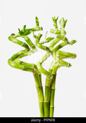 Lucky Bamboo plant Banque D'Images