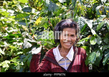 Sulawesi, Indonésie - Juillet 8, 2018 : fermier moissonne son café arabica à leur petite plantation de café dans les hautes terres Toraja. Le café Arabica Toraja est k Banque D'Images