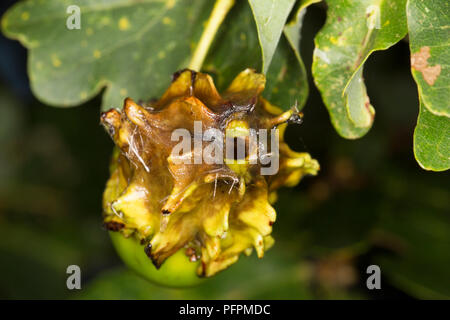 Un chêne knopper gall, Andricus quercuscalicis, poussant sur un gland sur un chêne dans la région de North Dorset. Les galles varient en couleur du vert au rouge et sont Banque D'Images