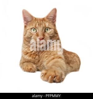 Curieux le gingembre cat regardant droit dans la caméra. Isdolated sur fond blanc. Banque D'Images