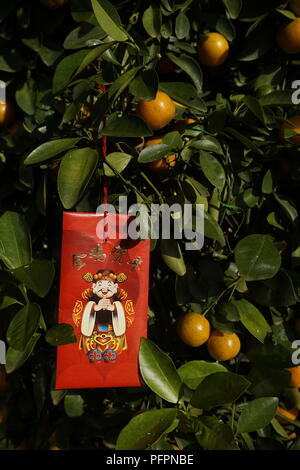 Paquet rouge suspendu à la chaux pour la décoration d'arbres pendant le Nouvel An chinois Banque D'Images