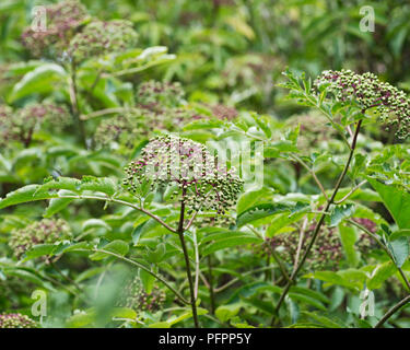 Wyldewood américain le sureau arbuste vivace. Sambucus canadensis. Banque D'Images