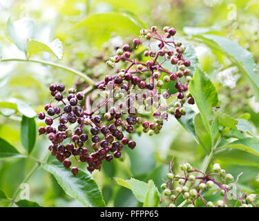 Wyldewood américain le sureau arbuste vivace. Sambucus canadensis. Banque D'Images