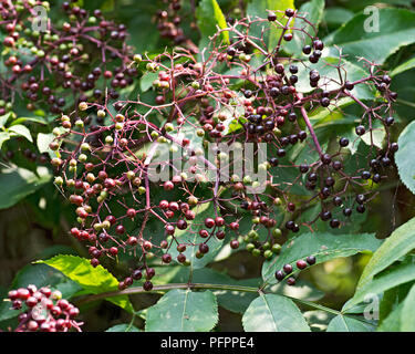 Wyldewood américain le sureau arbuste vivace. Sambucus canadensis. Banque D'Images